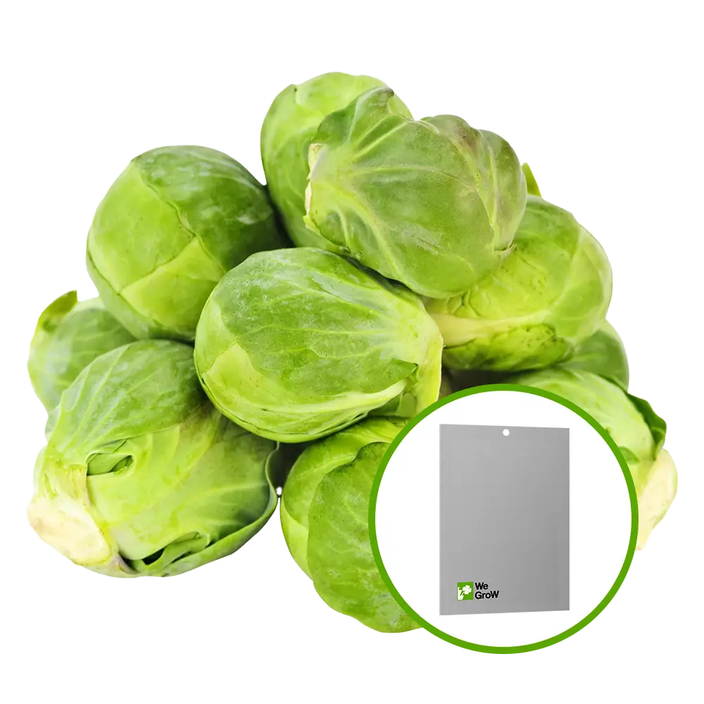 Semilla de Col (De Bruselas)