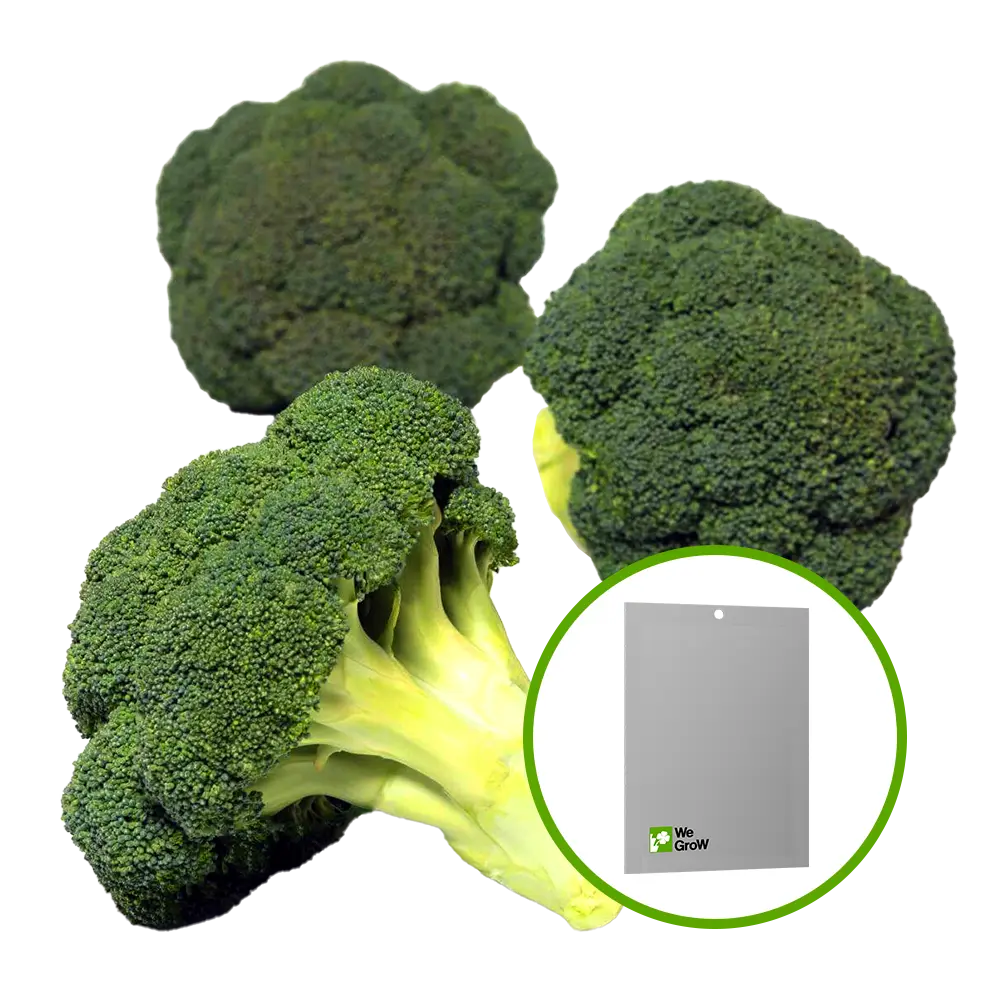 Semilla de Brócoli (Green Calabrece)