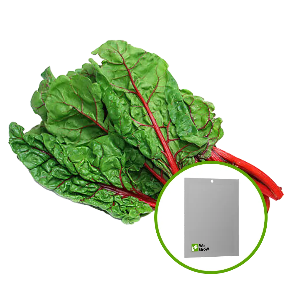 Semilla de Acelga Rhubard Roja