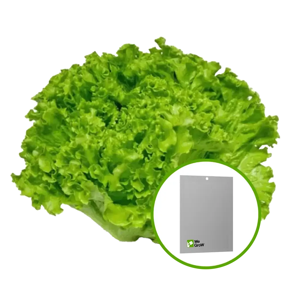 Semilla de Lechuga (Waldman’S Green)