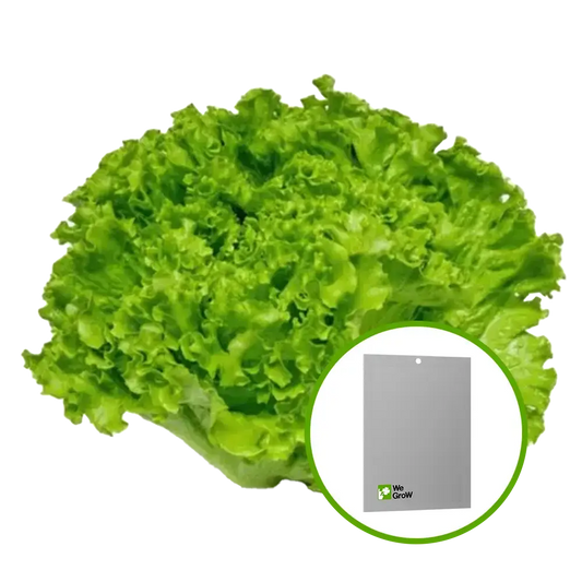 Semilla de Lechuga (Waldman’S Green)