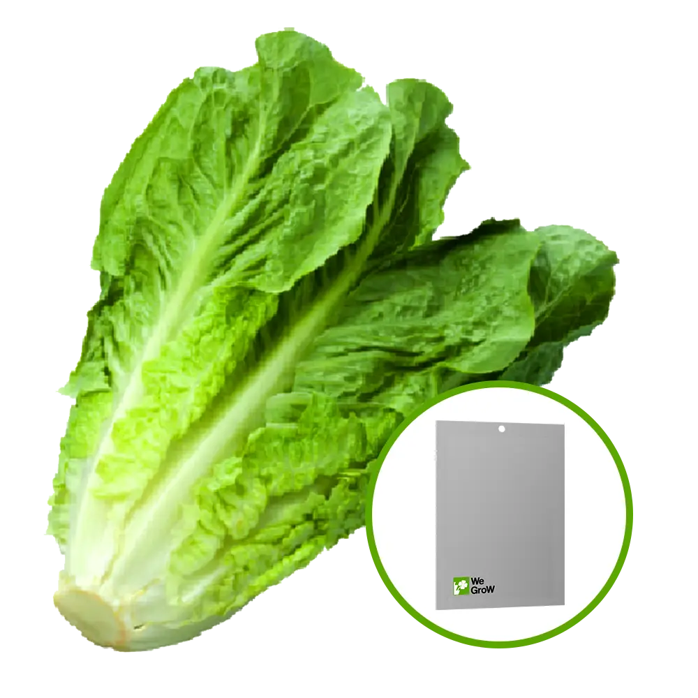 Semilla de Lechuga Romana
