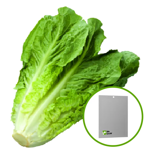 Semilla de Lechuga Romana