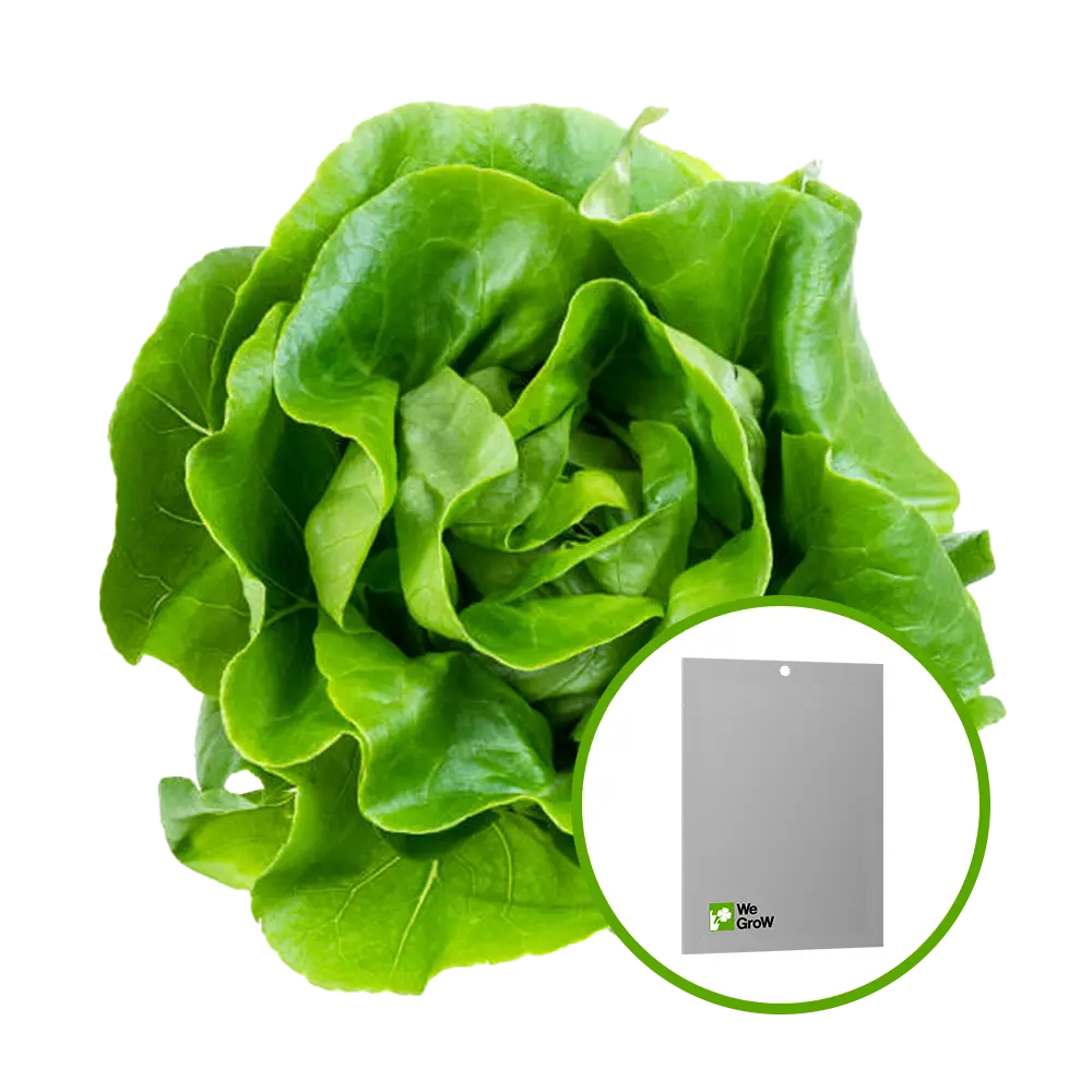 Semilla de Lechuga White Boston