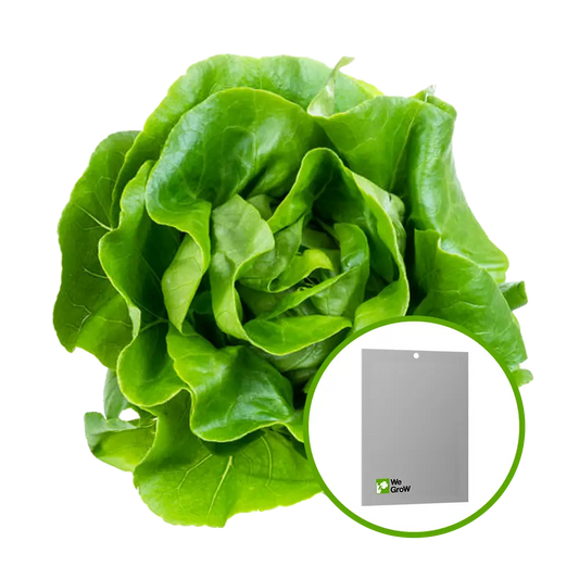 Semilla de Lechuga White Boston