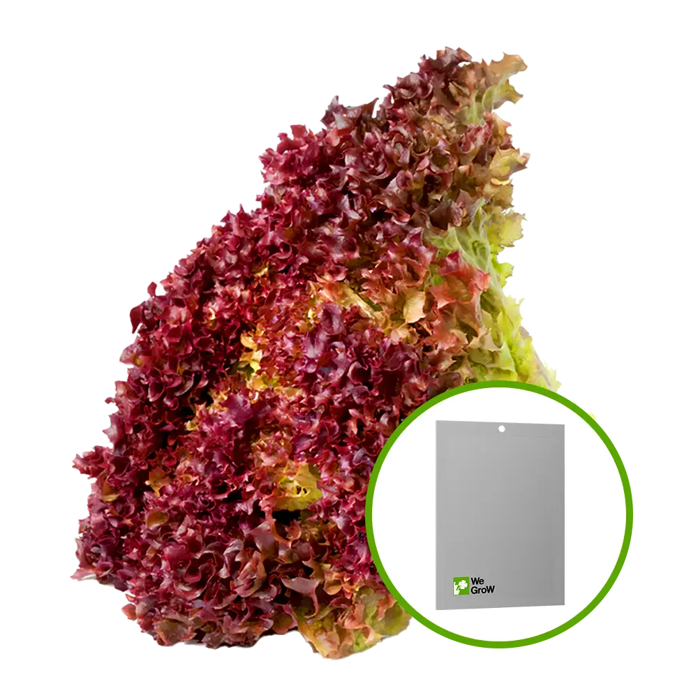 Semilla de Lechuga morada Black Rose
