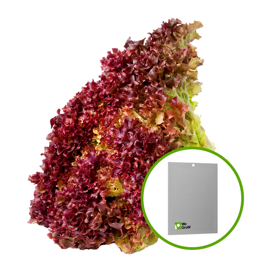 Semilla de Lechuga morada Black Rose