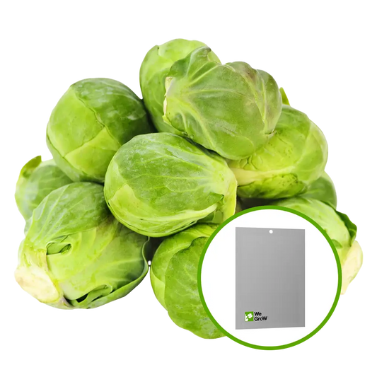 Semilla de Col (De Bruselas)