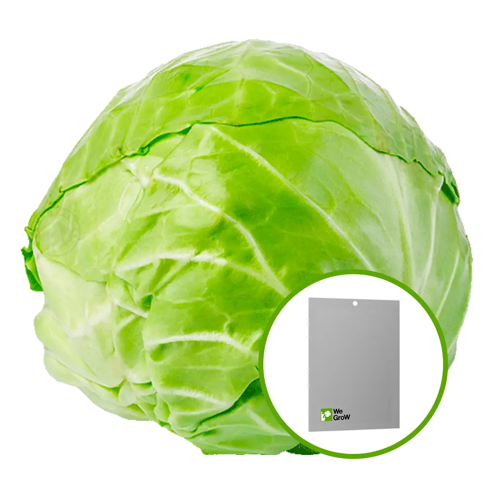 Semilla de Col (Quintal)