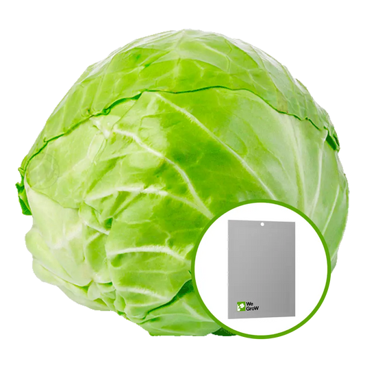 Semilla de Col (Quintal)