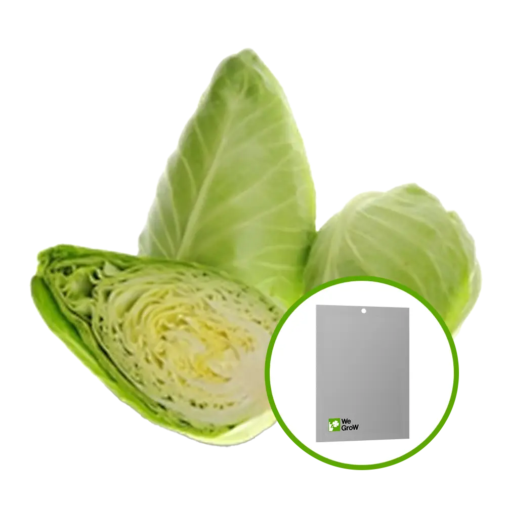 Semilla de Col (Corazón de Buey)