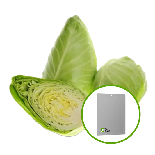 Semilla de Col (Corazón de Buey)