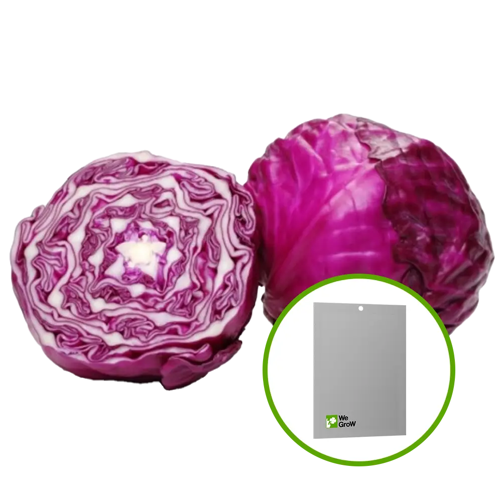 Semilla de Col Morada (Lombarda)