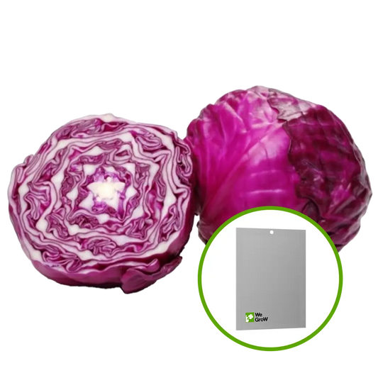 Semilla de Col Morada (Lombarda)