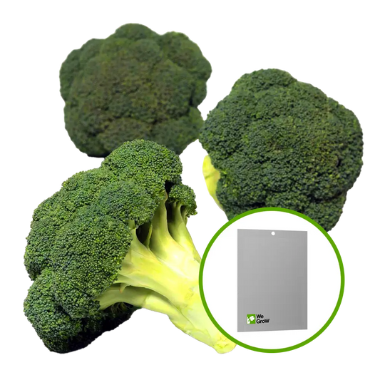 Semilla de Brócoli (Green Calabrece)