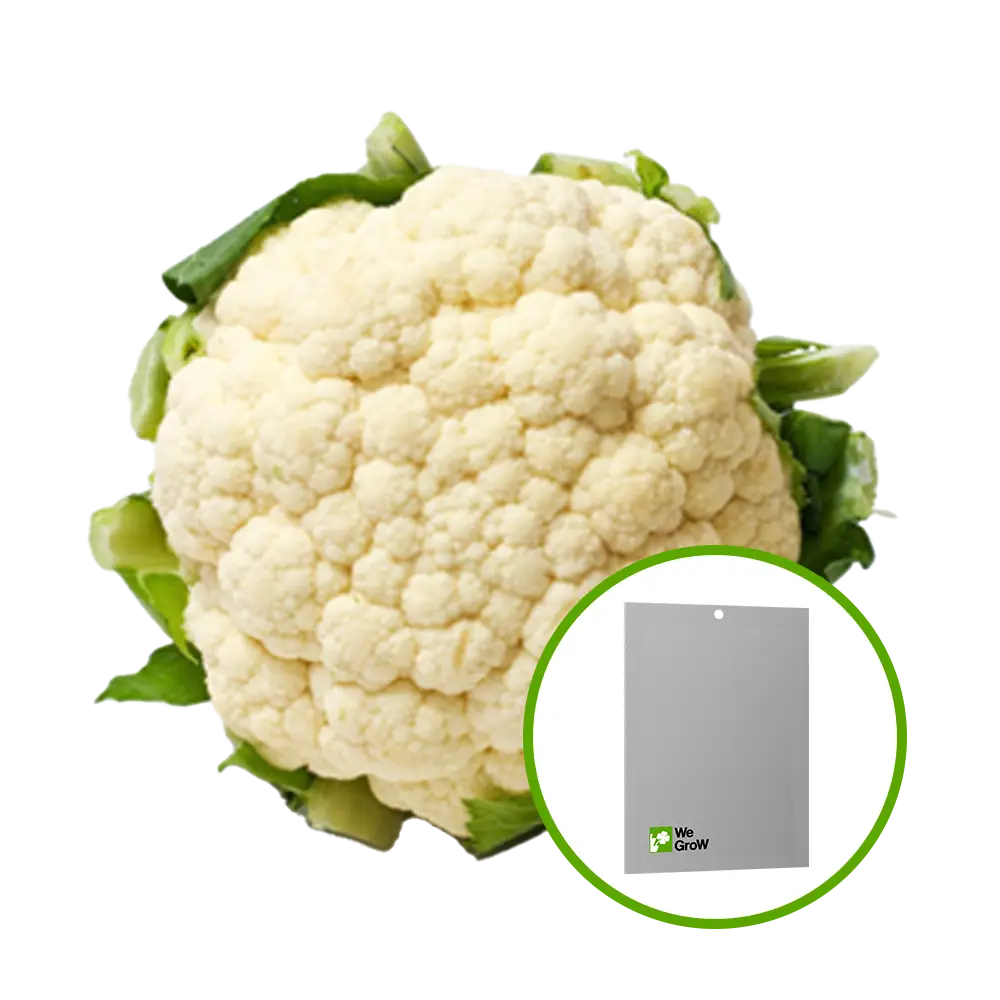 Semilla de Coliflor (Arequipeña)