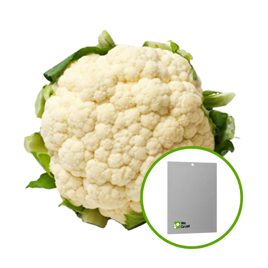 Semilla de Coliflor (Arequipeña)