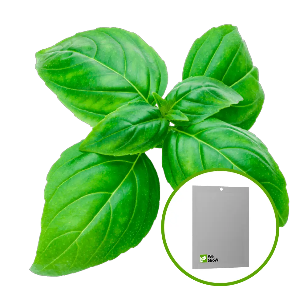 Semilla de Albahaca (Italian Dark Green)