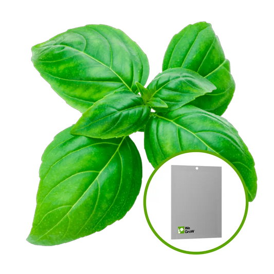 Semilla de Albahaca (Italian Dark Green)