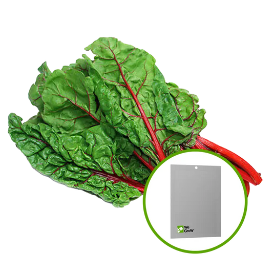 Semilla de Acelga Rhubard Roja