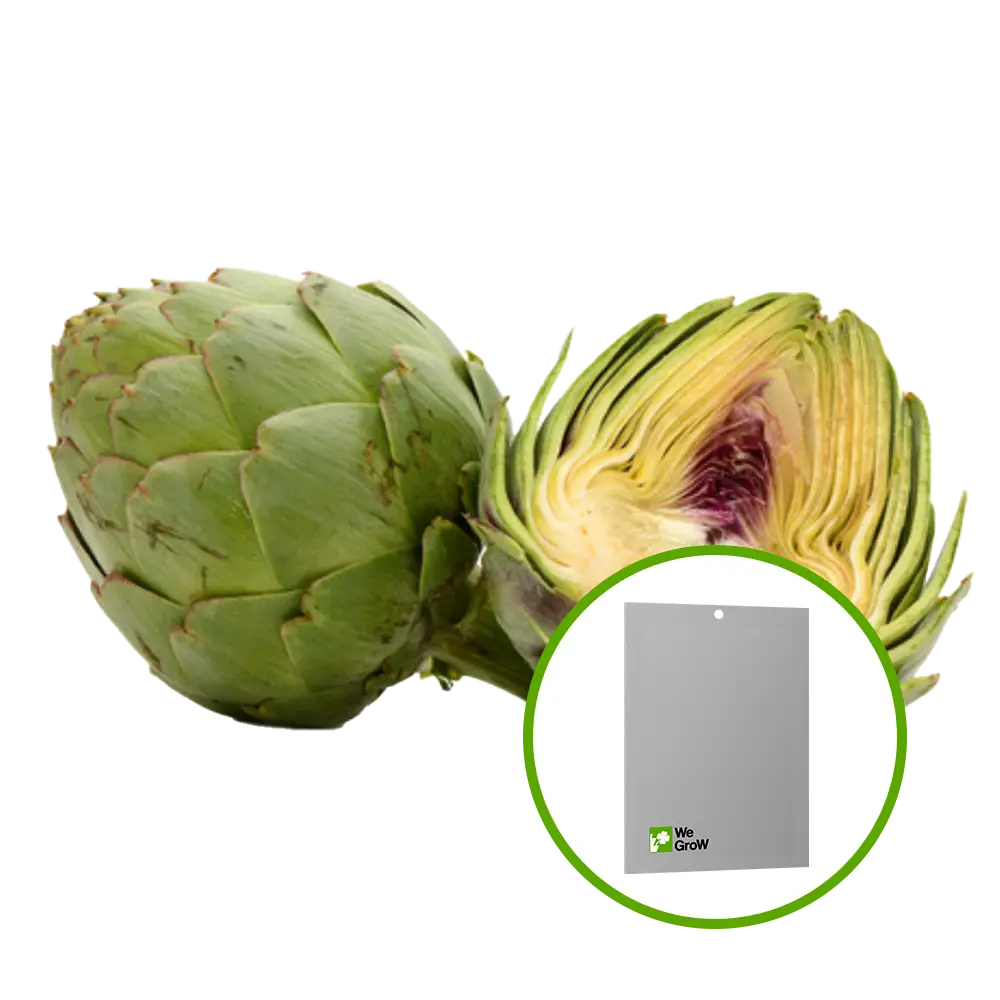 Semilla de Alcachofa Green Globe — WG-SEM-14