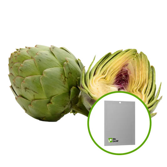 Semilla de Alcachofa Green Globe — WG-SEM-14